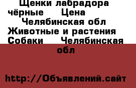 Щенки лабрадора (чёрные)  › Цена ­ 10 000 - Челябинская обл. Животные и растения » Собаки   . Челябинская обл.